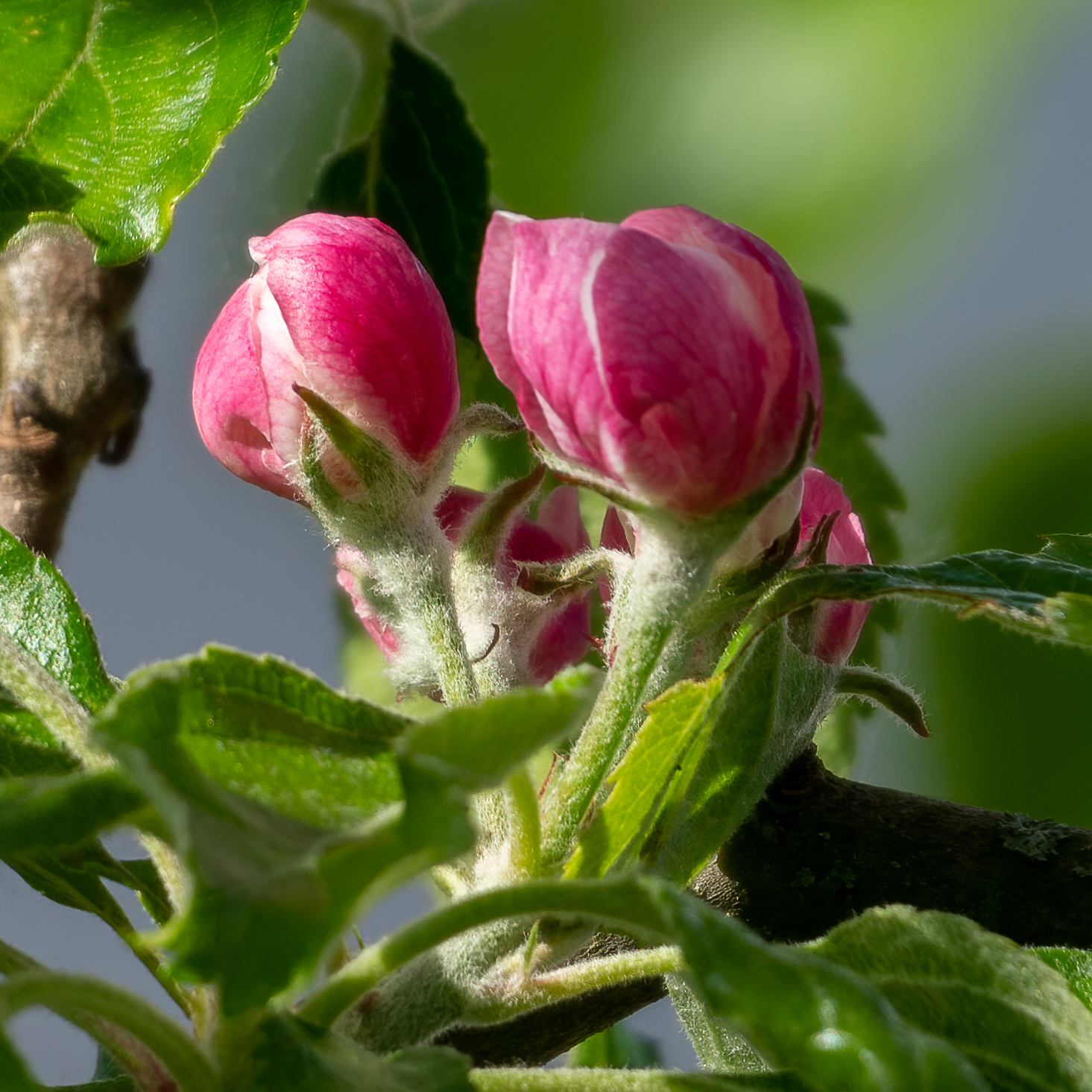 Apfelbaum, Blütenknospe / apple tree, flower bud, HEN-Magonza