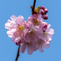 Kirschbaum Blüten (03/2022)