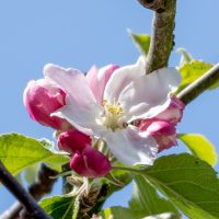 Apfelbaum und Blüten (04/2022)