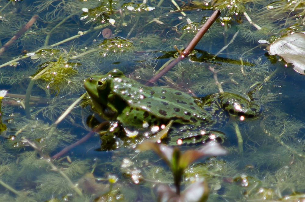Frogs at Wisentgehege  in Springe