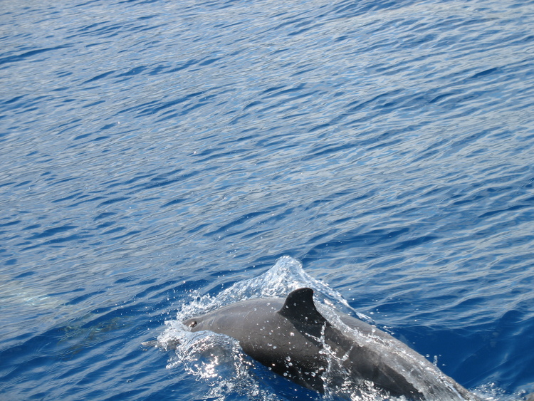 Dolphins03.jpg
