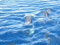Dolphins06.jpg